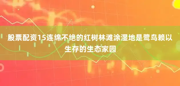 股票配资15连绵不绝的红树林滩涂湿地是鹭鸟赖以生存的生态家园